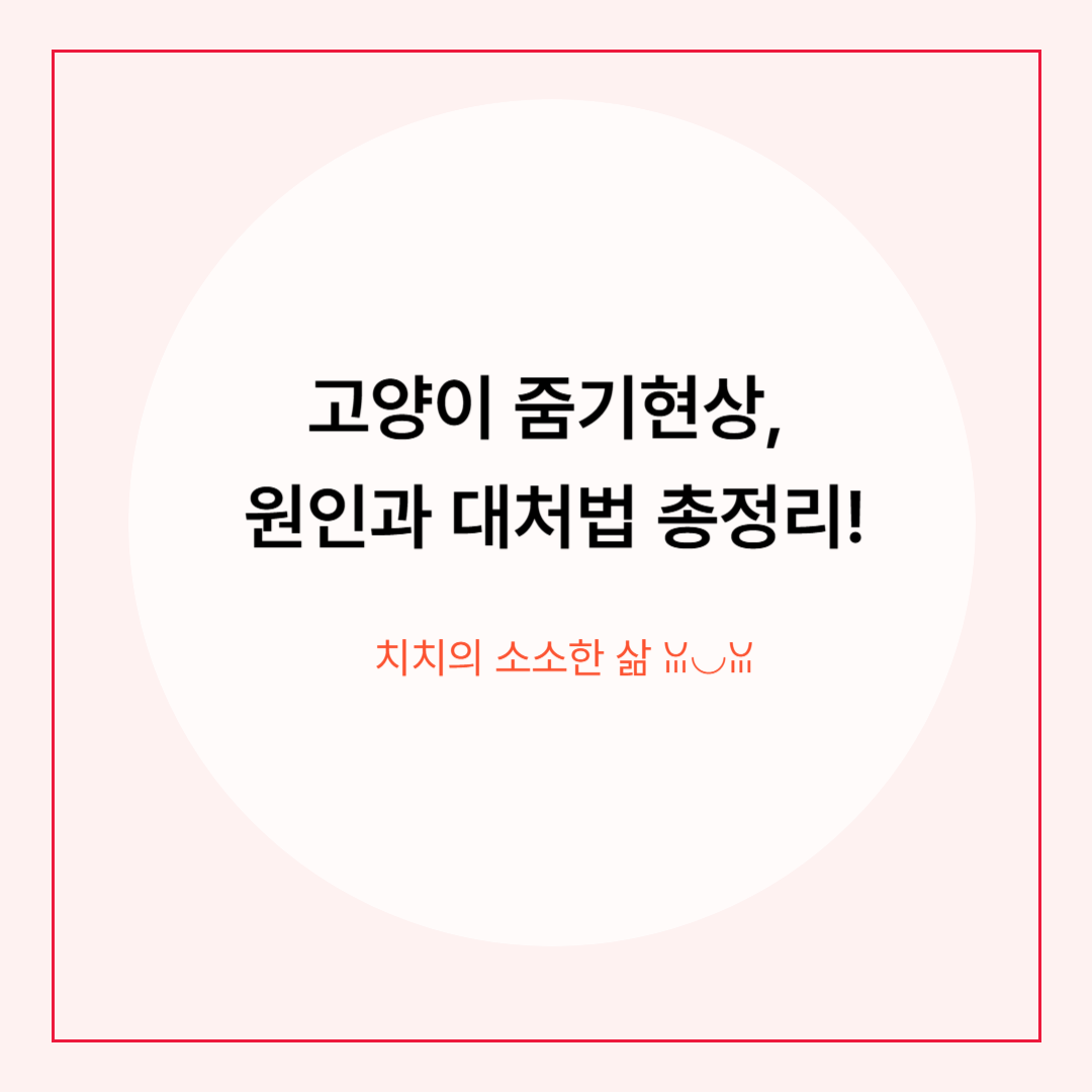 고양이 밤에 뛰어다니는 행동의 원인과 해결책