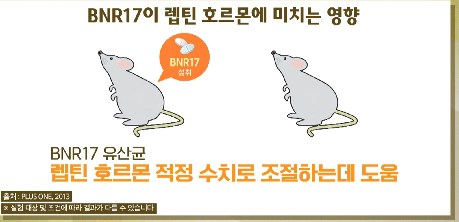 BNR17유산균 효능