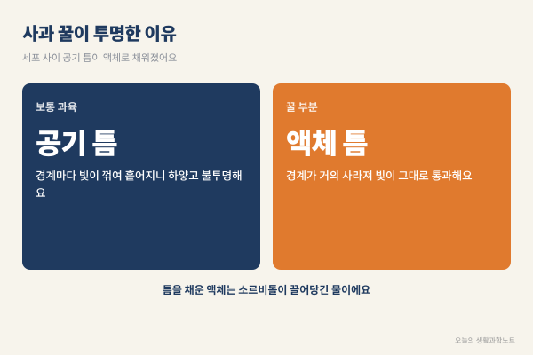 사과 속 꿀은 왜 유리처럼 투명할까? 빛을 막던 공기 틈이 소르비톨 물로 채워지는 원리와 꿀사과 보관법