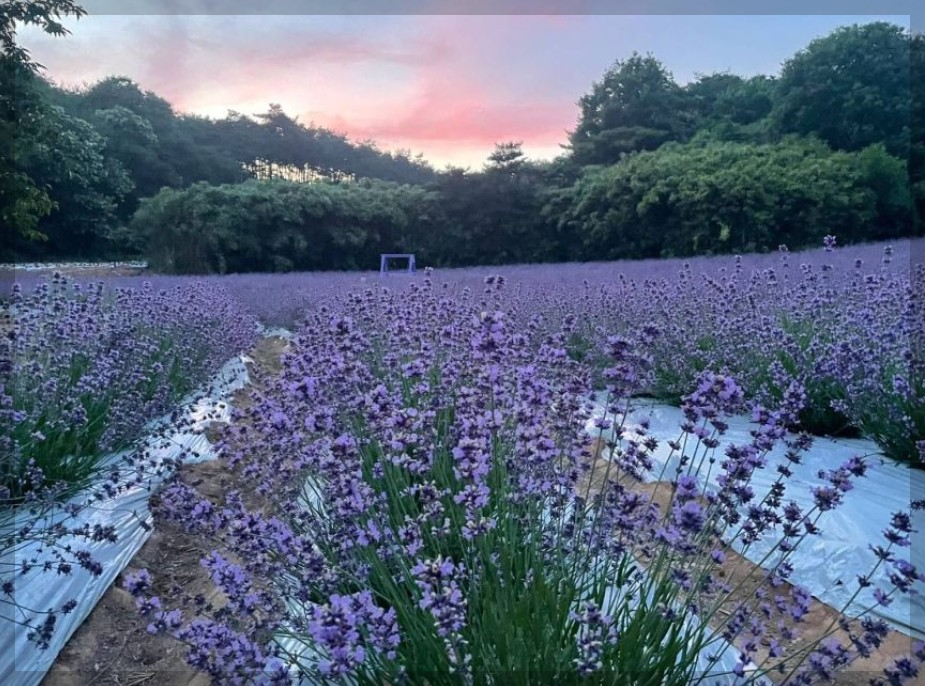 6월 국내 여행지 추천