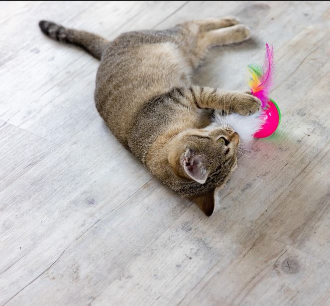 바닥에서 장난감을 가지고 놀고 있는 고양이