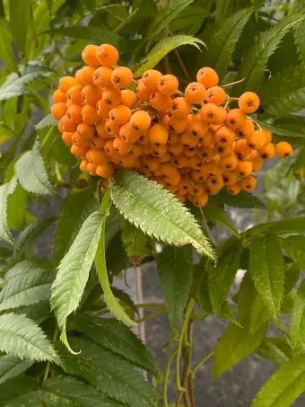 마가목 열매 효능 먹는 법 부작용 포함 10가지 정리_22