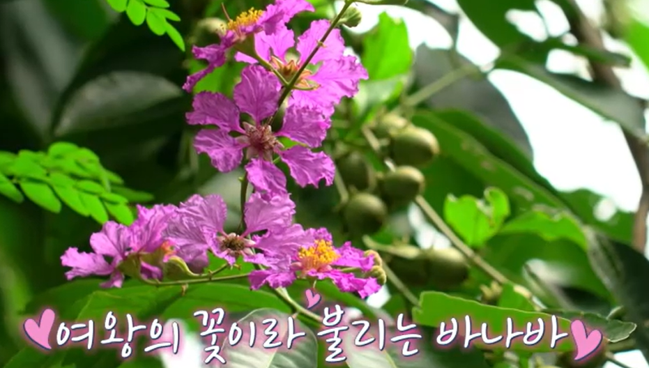 바나바잎 효능