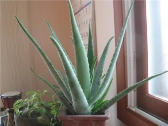 &amp;quot;알로에베라