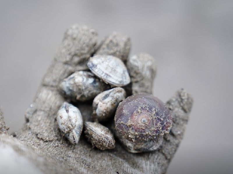 매미성 갯벌체험