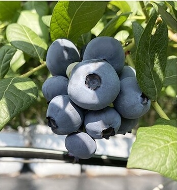 블루베리