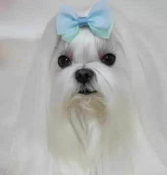 말티즈 성격 분양 가격 수명 장점 단점_23