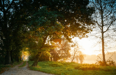 식목일 나무 무료