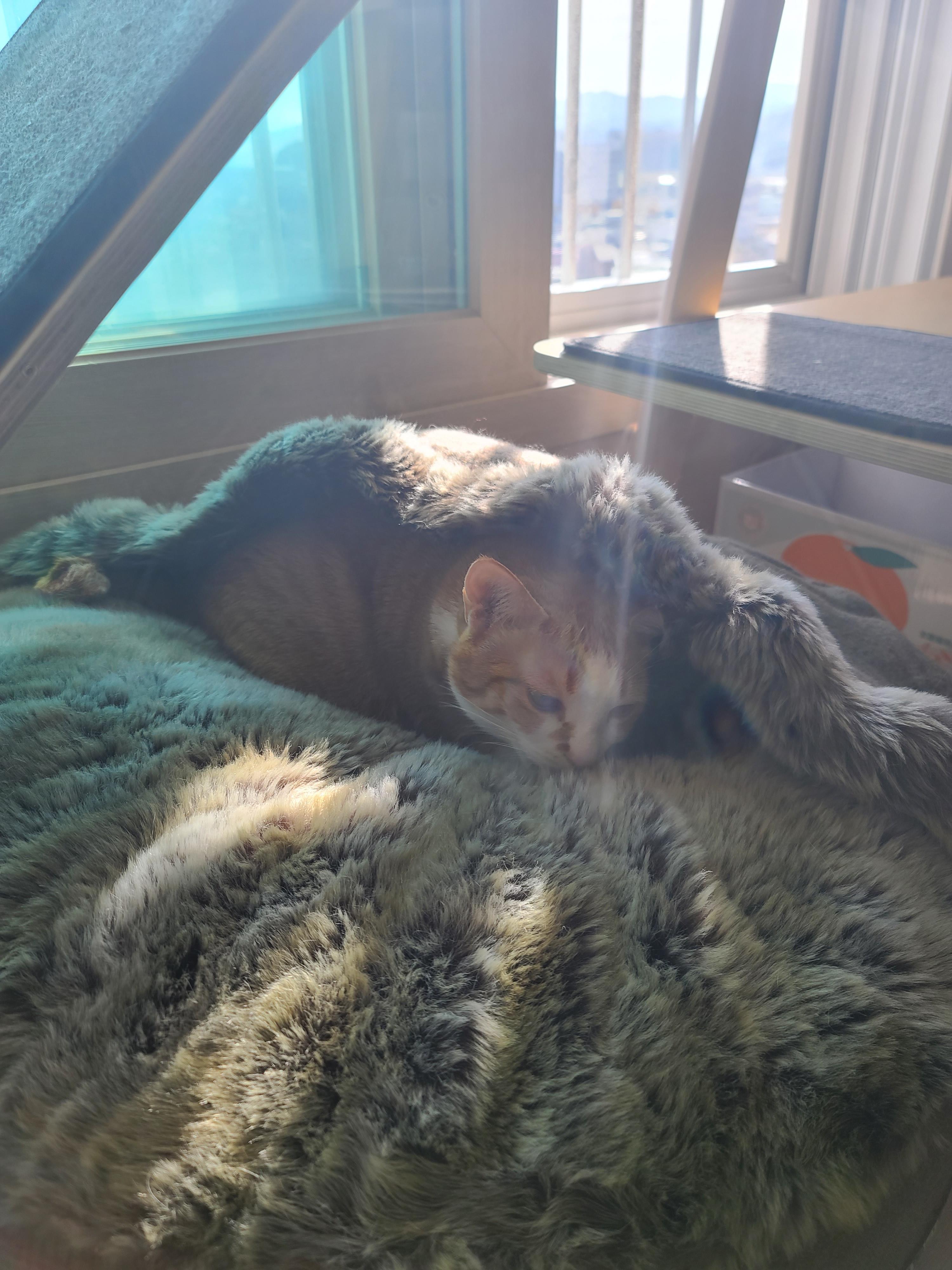 날이추워지니 고양이들 방석이 인기가 많아졌다 (feat.터래기방석)