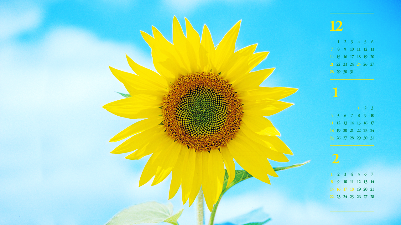 03 해바라기 하늘배경 B - 2026년1월 달력배경화면