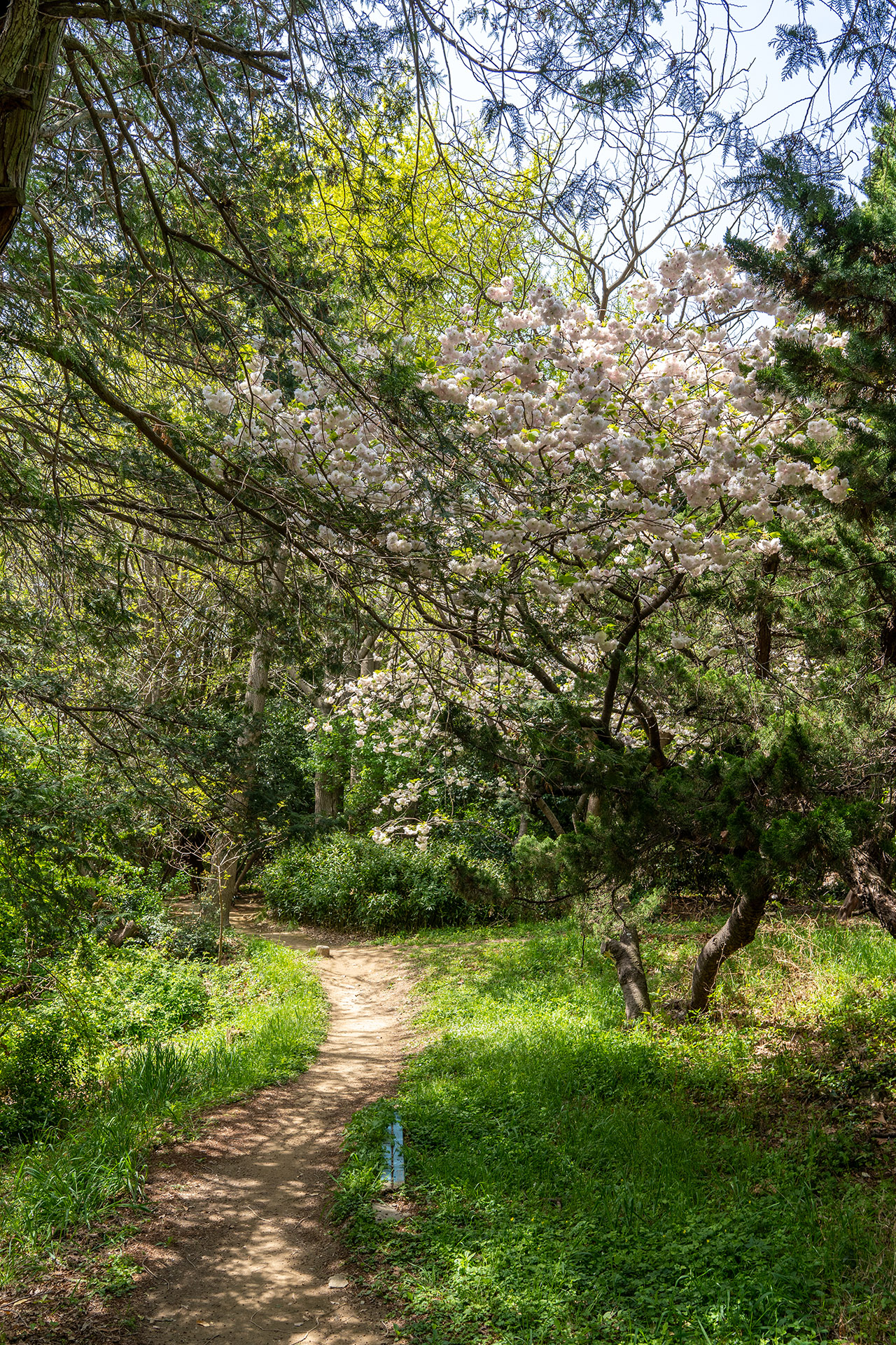 들꽃나무뜰 겹벚꽃