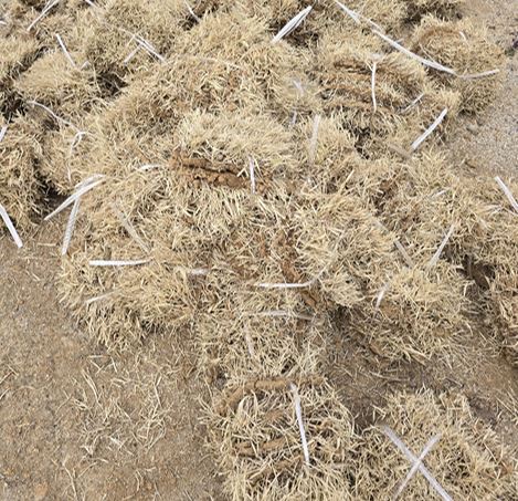 한국 잔디 들잔디