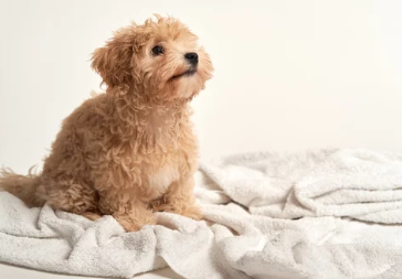 말티푸/출처:어도비스톡