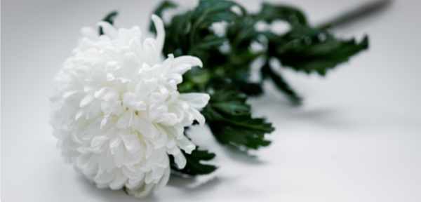 조문할 때 사용되는 국화