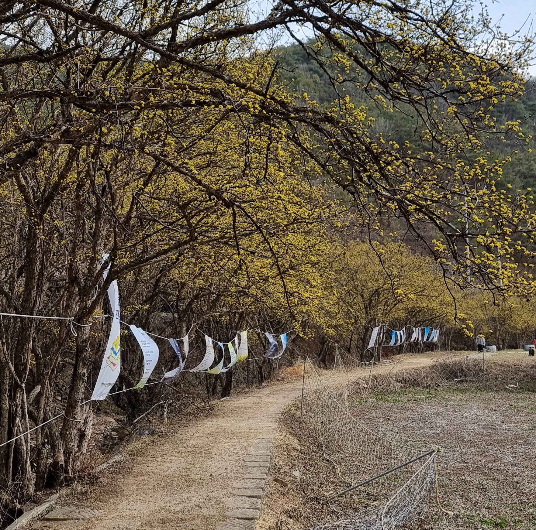 산수유마을 꽃맞이행사(산수유 축제) 행사 프로그램