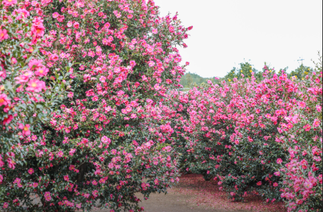 제주도 동백꽃 명소 best 5