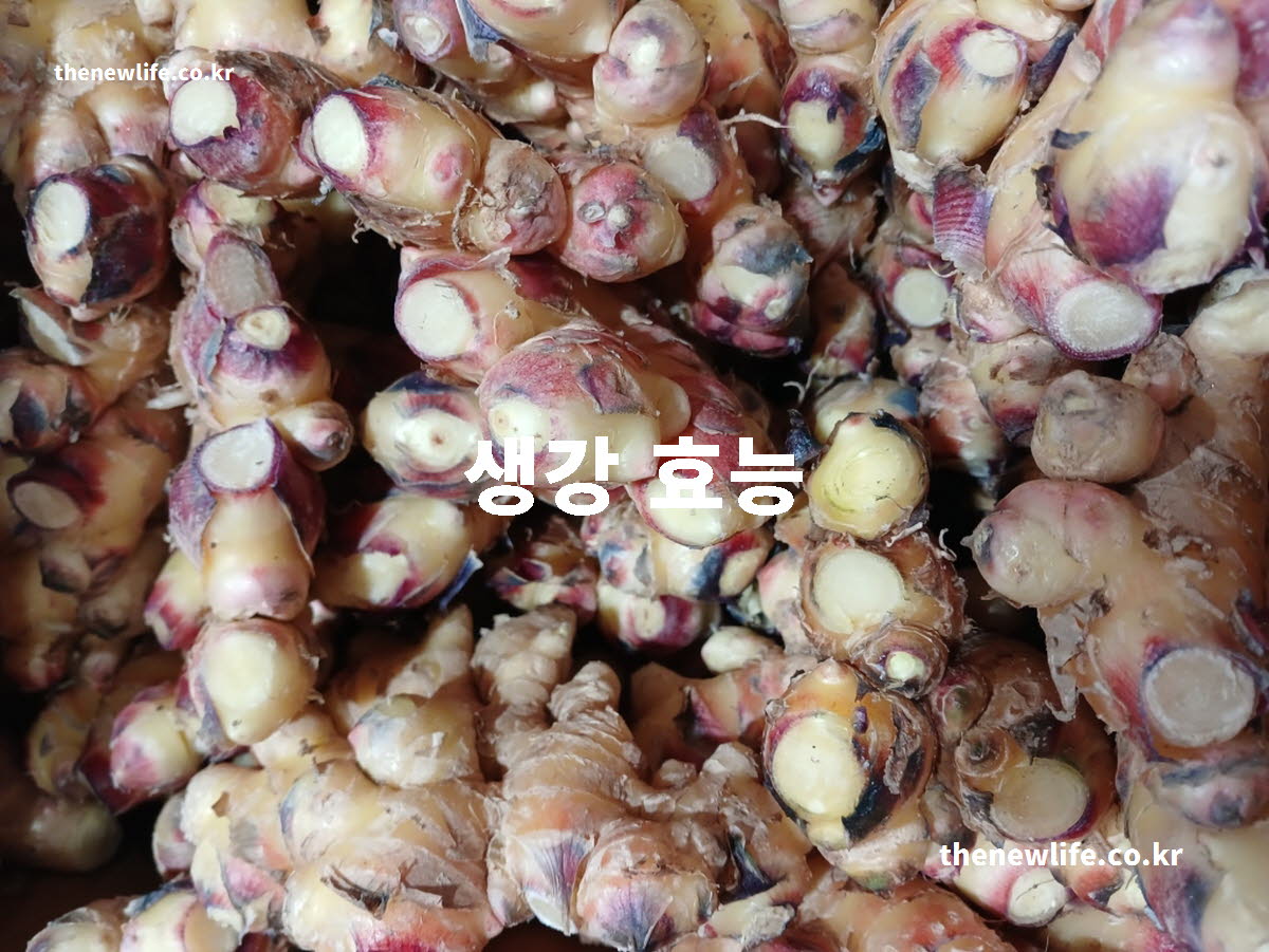 생강 효능 대표 실사진