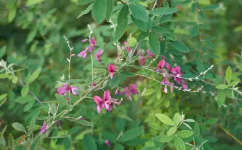 야관문 효능효과 먹는방법&amp;#44; 부작용