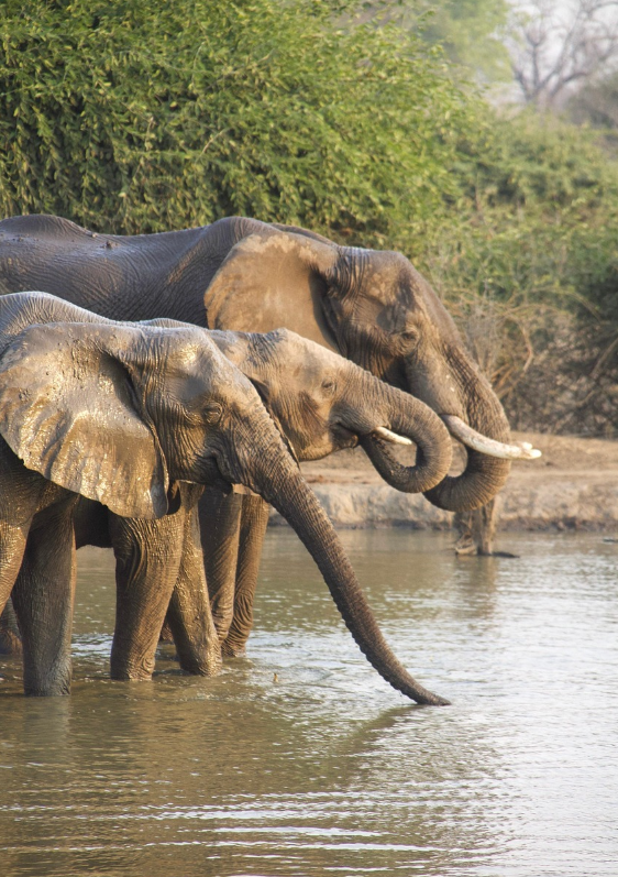 사회적 생활과 독립적 생활의 장단점