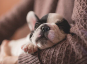 강아지 꿈 해몽