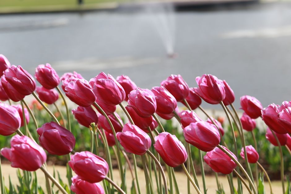 A field of pink tulips in full bloom near a pond with a fountain adds a touch of spring color.