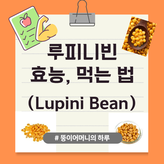 떠오르는 루피니빈의 효능에 대해 알아보자(단백질 폭탄 콩, 슈퍼푸드, 당뇨에 도움, 루피니빈 콩, 루핀빈, 루피니빈과 병아리콩, 렌틸콩 비교, 루피니빈 먹는 법, 루피니빈 삶기, 루피니빈 밥, 부작용)