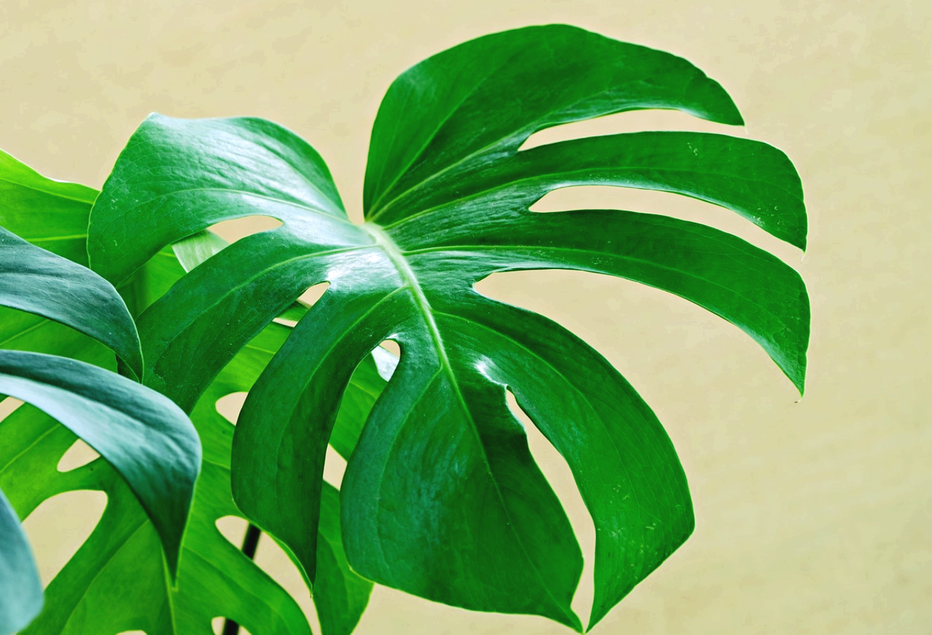 몬스테라 키우기