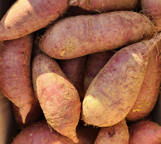 고구마수확시기 지역별 캐는 시기 모종 파종 재배 수확 저장 방법 4