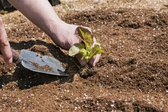 텃밭 가꾸기 모종 선택 파종 시기 물주기 비료 초보 가이드_2