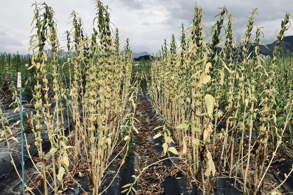 중부지방 참깨 수확 시기