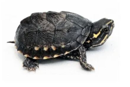 커먼머스크 거북