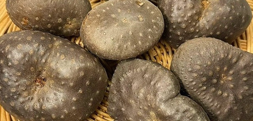 하늘마 효능 11가지 총정리