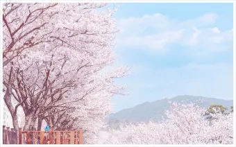 벚꽃 명소 추천 축제 유명한곳_13