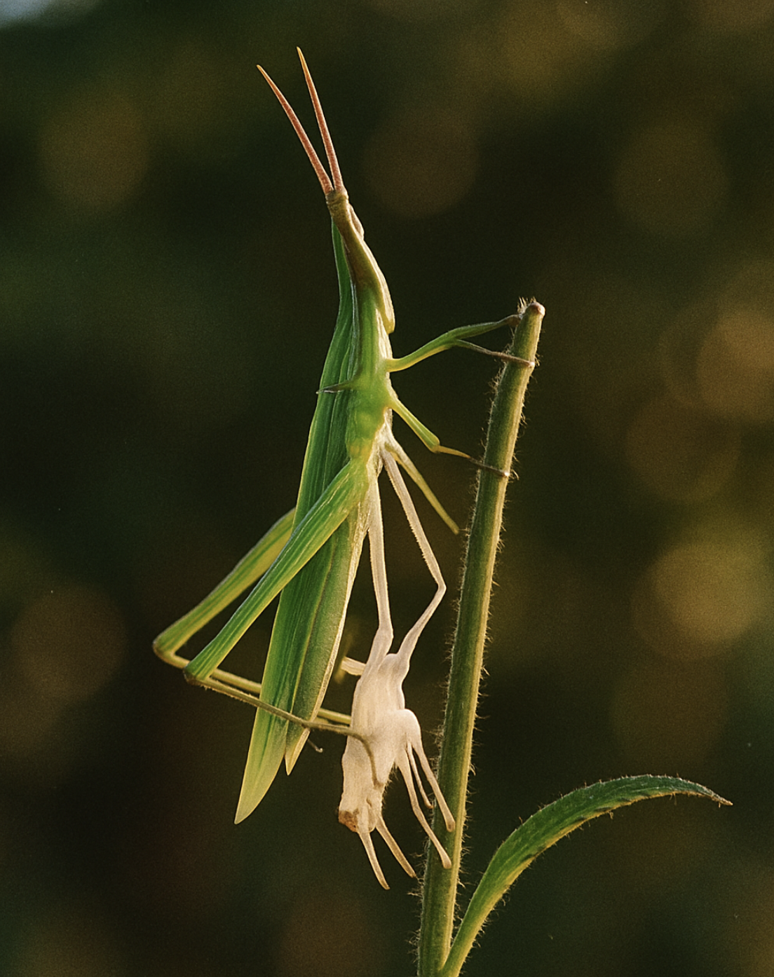&amp;#39;풀밭의 점퍼&amp;#39;&amp;#44; 방아깨비는 어떤 곤충?