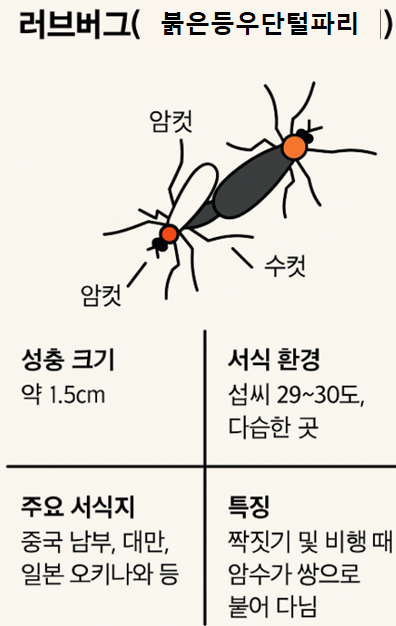 러브버그