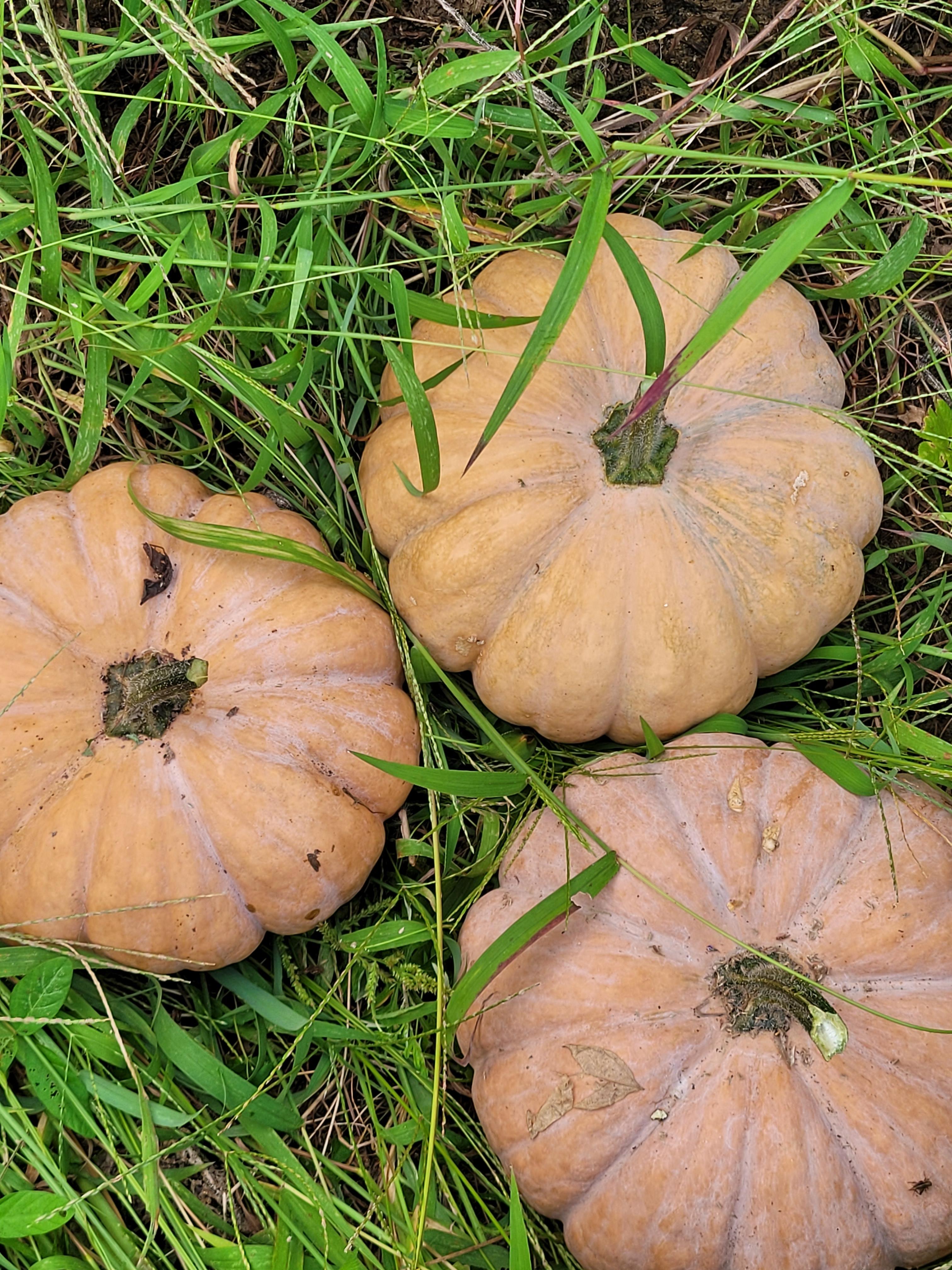 올해 첫수확한 늙은 호박