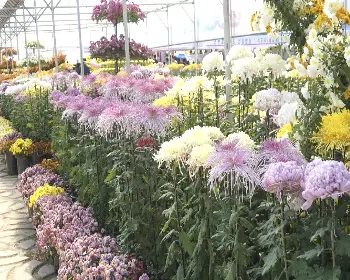 연천 국화축제_27