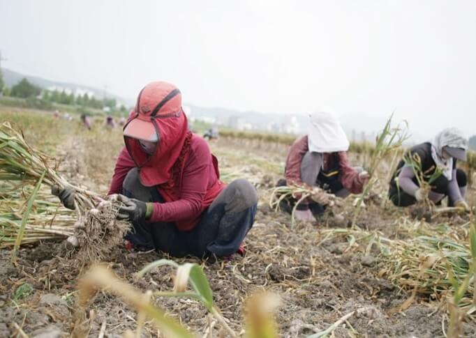 오늘N 2508회 가족이 뭐길래 경북 의성 토종마늘 농가 한톨 (의성한지형마늘, 깐마늘, 마늘쫑, 의성사과 주문방법)
