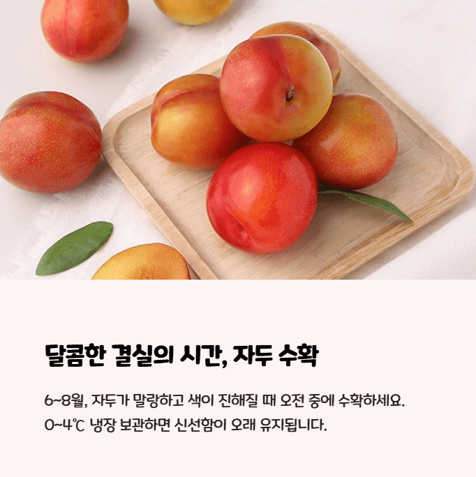 자두 수확시기