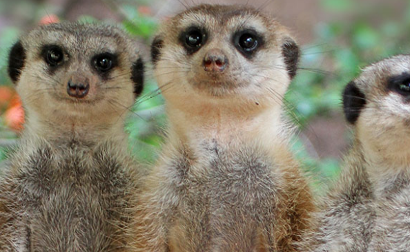 울산대공원 장미축제