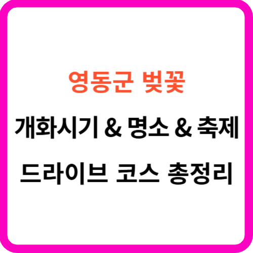 영동 벚꽃 개화시기 축제 명소 드라이브 코스 총정리 썸네일