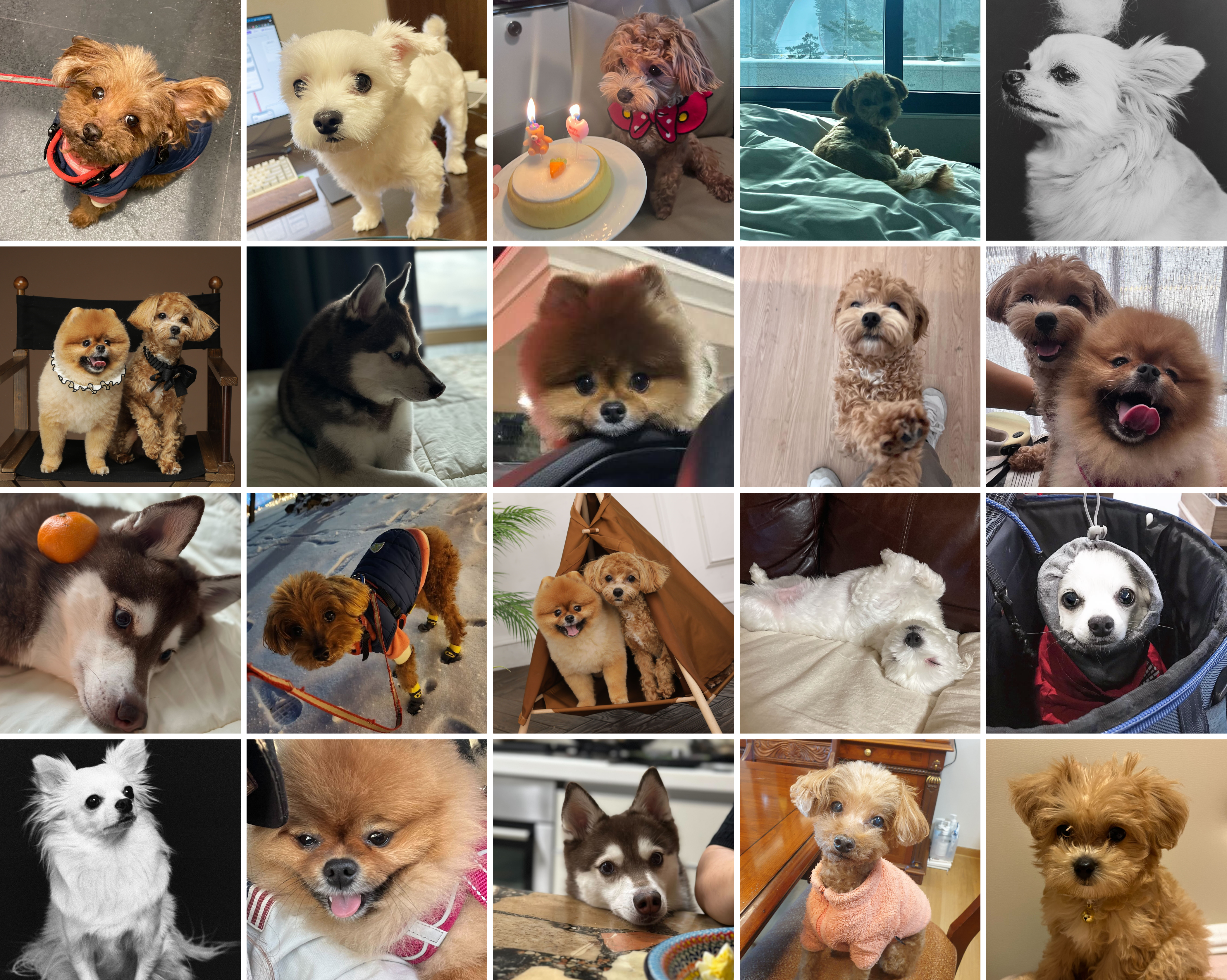 펫코노미, 반려동물, 반려동물산업, 비용관리, SaaS, 지출관리, 전자결재, 보고서, 스팬딧, Spendit, 강아지, 반려견