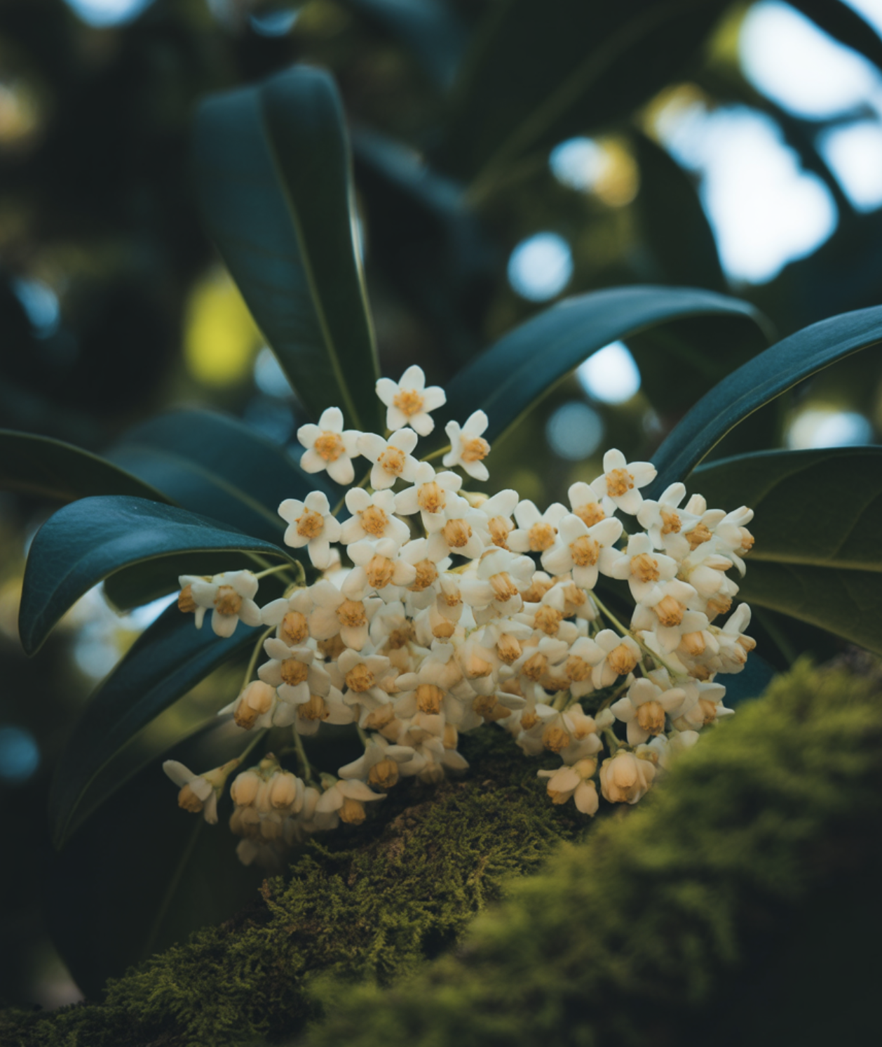 가을에 피는 향기의 여왕&amp;#44; 은목서