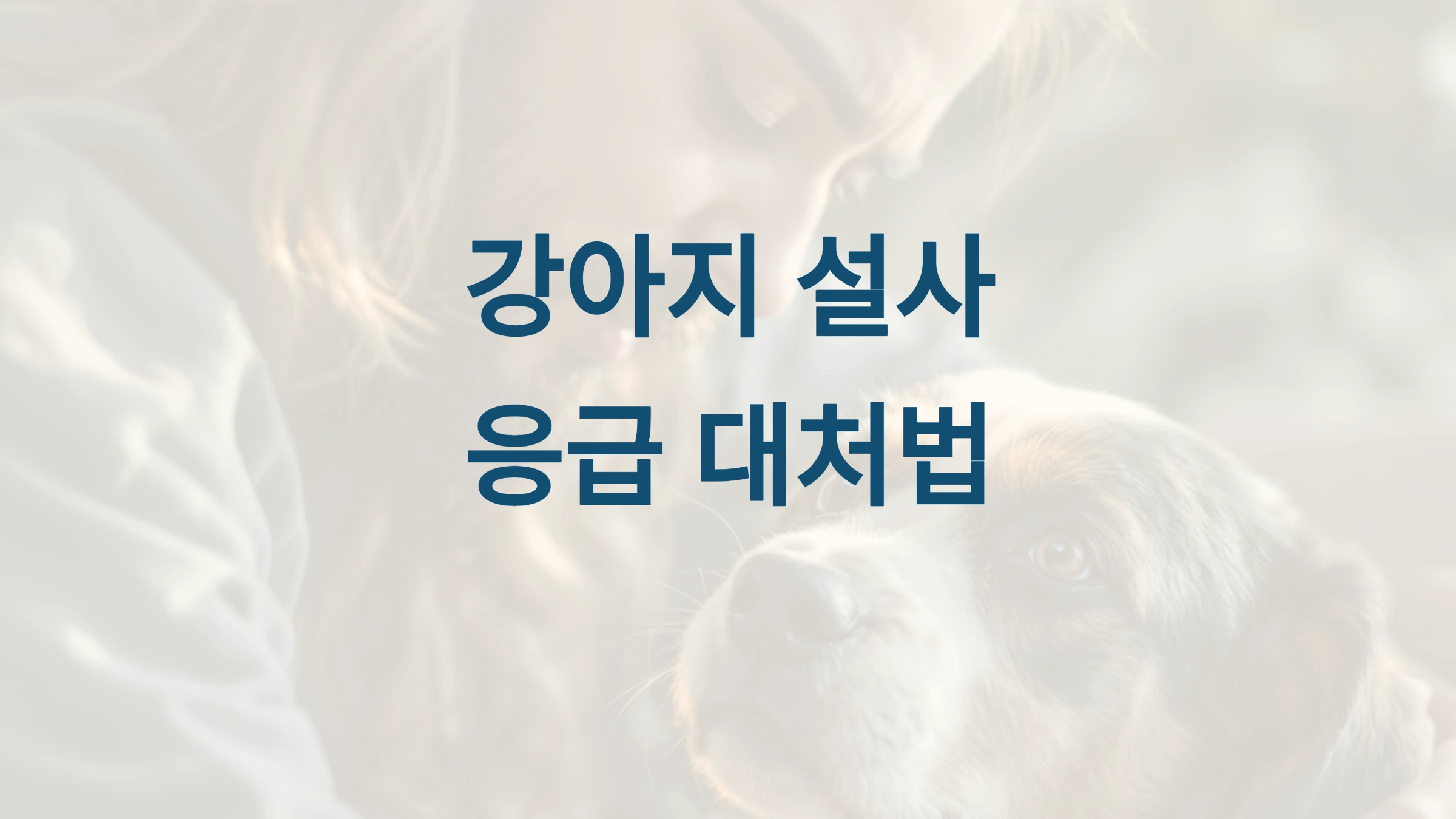 강아지가 설사를 멈추지 않을 때 응급 대처법