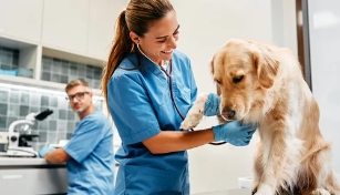 강아지사진/출처:어도비스톡