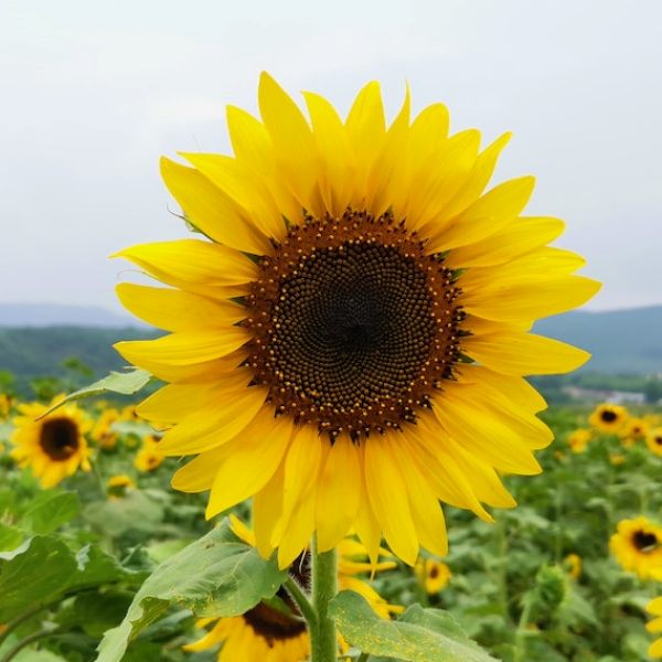파주 해바라기 축제