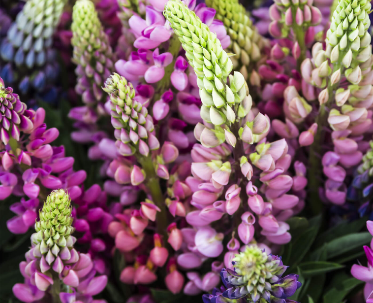 루피니빈 식물이미지