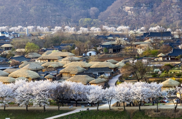 벚꽃 개화시기 2023