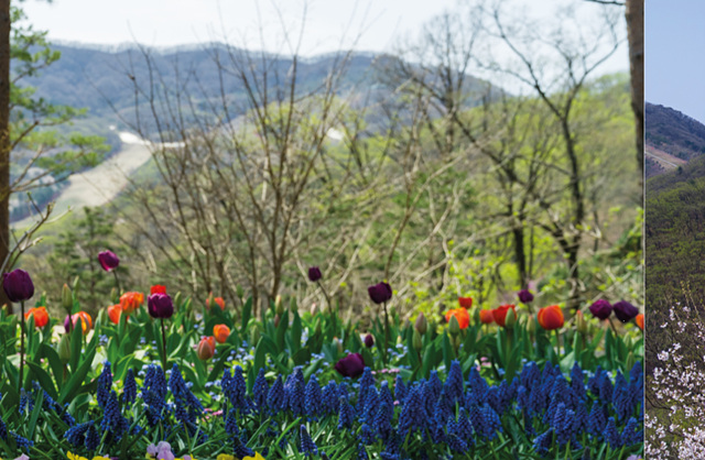 화담숲 예약 입장료 할인 입장시간 화담채 모노레일 단풍 맛집