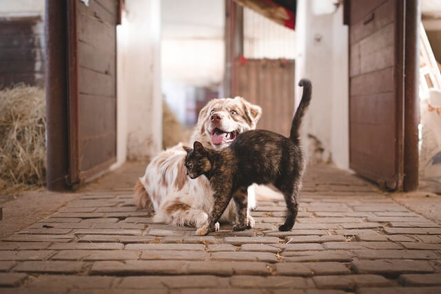 고양이꿈&amp;#44; 고양이 나오는 꿈&amp;#44; 고양이꿈해몽&amp;#44; 고양이 나오는 꿈해몽 흉몽?
